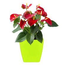 1192  Flower Pots Square Shape For Indoor/Outdoor Gardening 